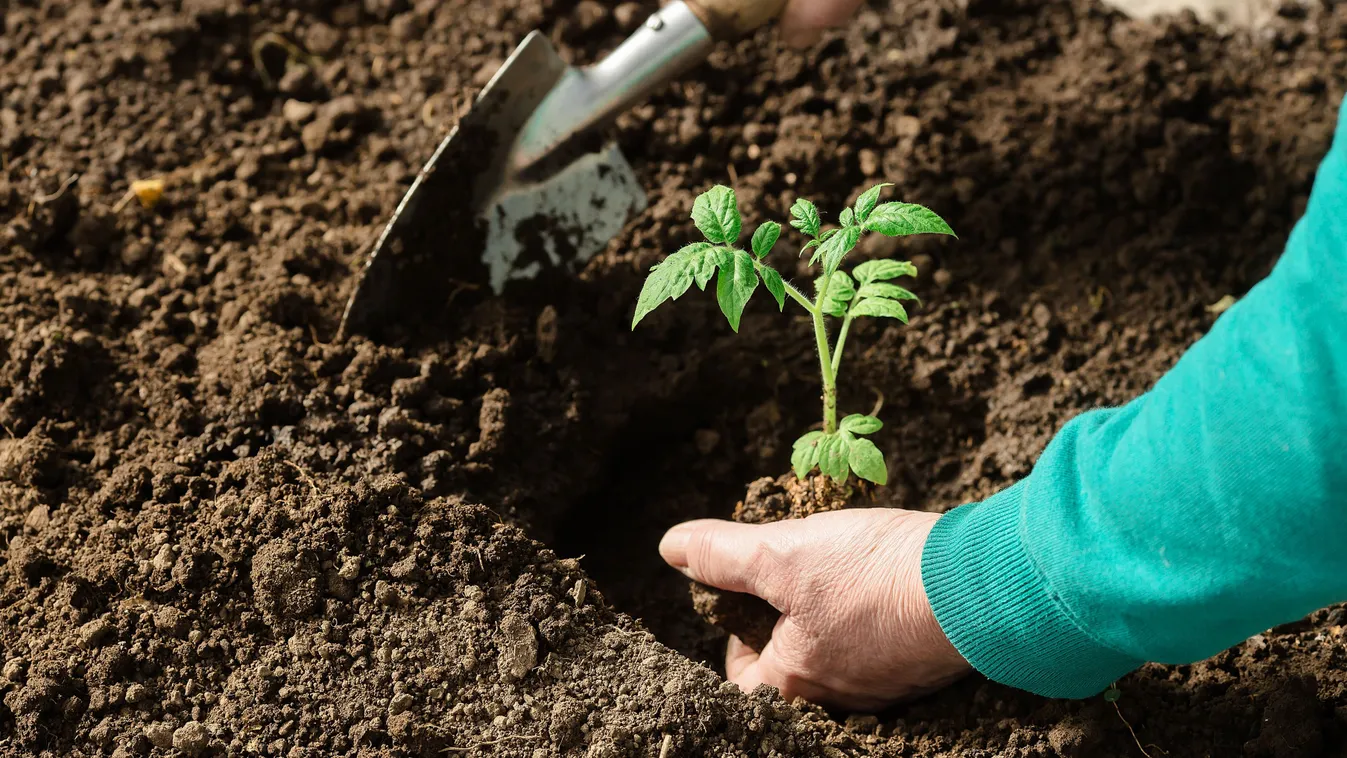 Hatalmasra nőnek a paradicsomjaid, ha így ülteted el