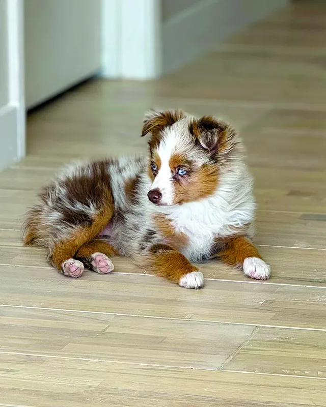 HOT Budavári Fülöp és a kutyája