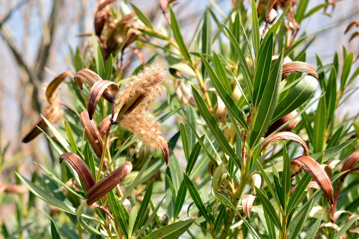 Nerium,Oleander,Open,Fruit,With,Seeds