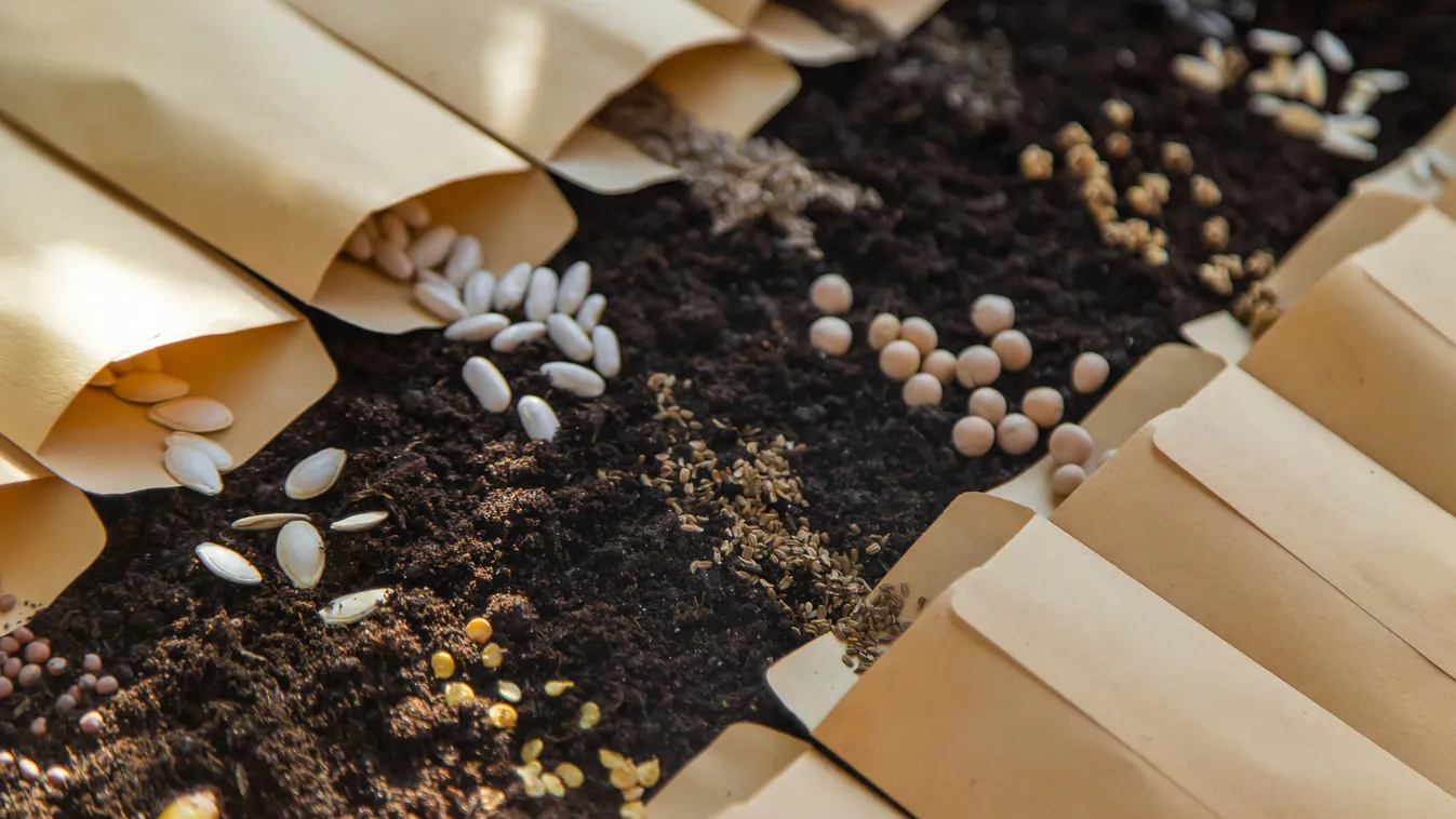 Így tudod kiválasztani az életerős vetőmagokat