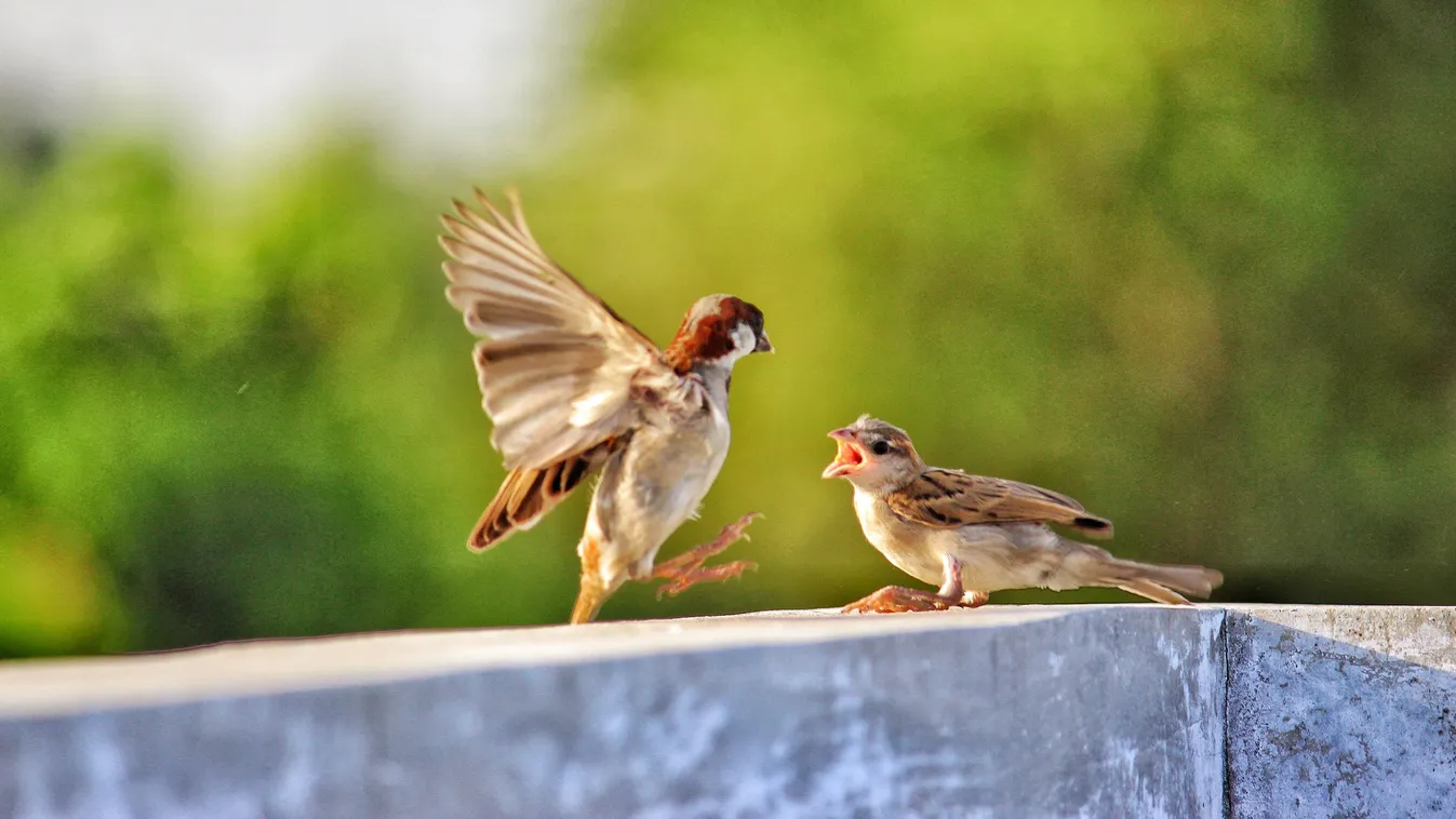 Ezt jelzi a verebek hangos csivitelése február 14-én