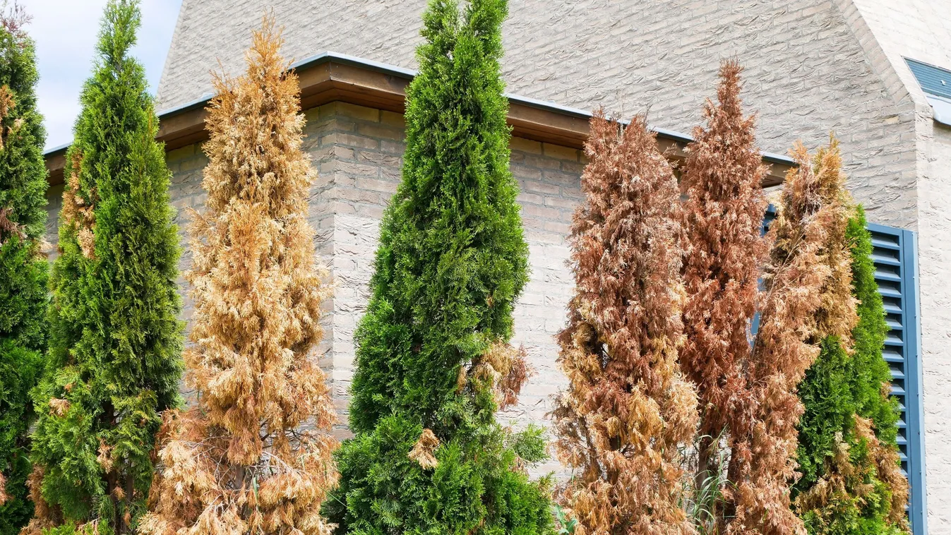 Kipusztult a tujád? Mutatjuk mire cseréld tavasszal!