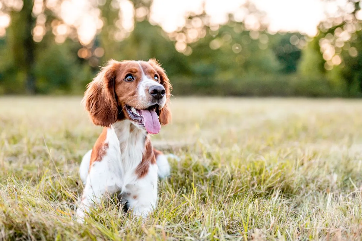 Adorable,Welsh,Springer,Spaniel,Dog,Breed,In,Evening.