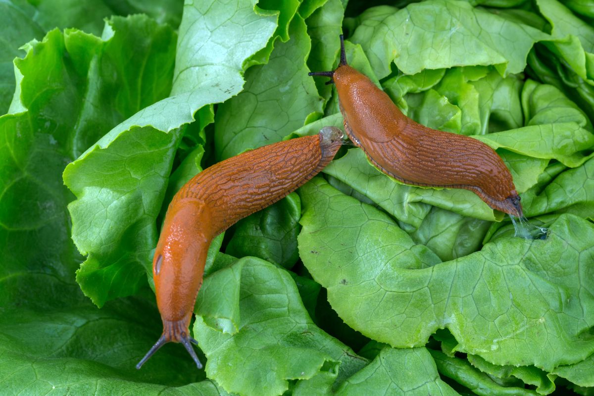 A,Slug,In,The,Garden,Eating,A,Lettuce,Leaf.,Schneckenplage