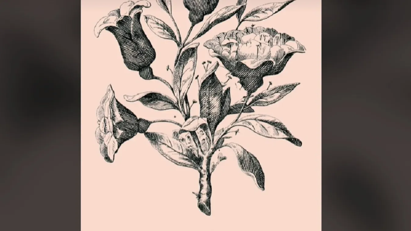 Nem mindenkinek sikerül: különleges vagy, ha megoldod