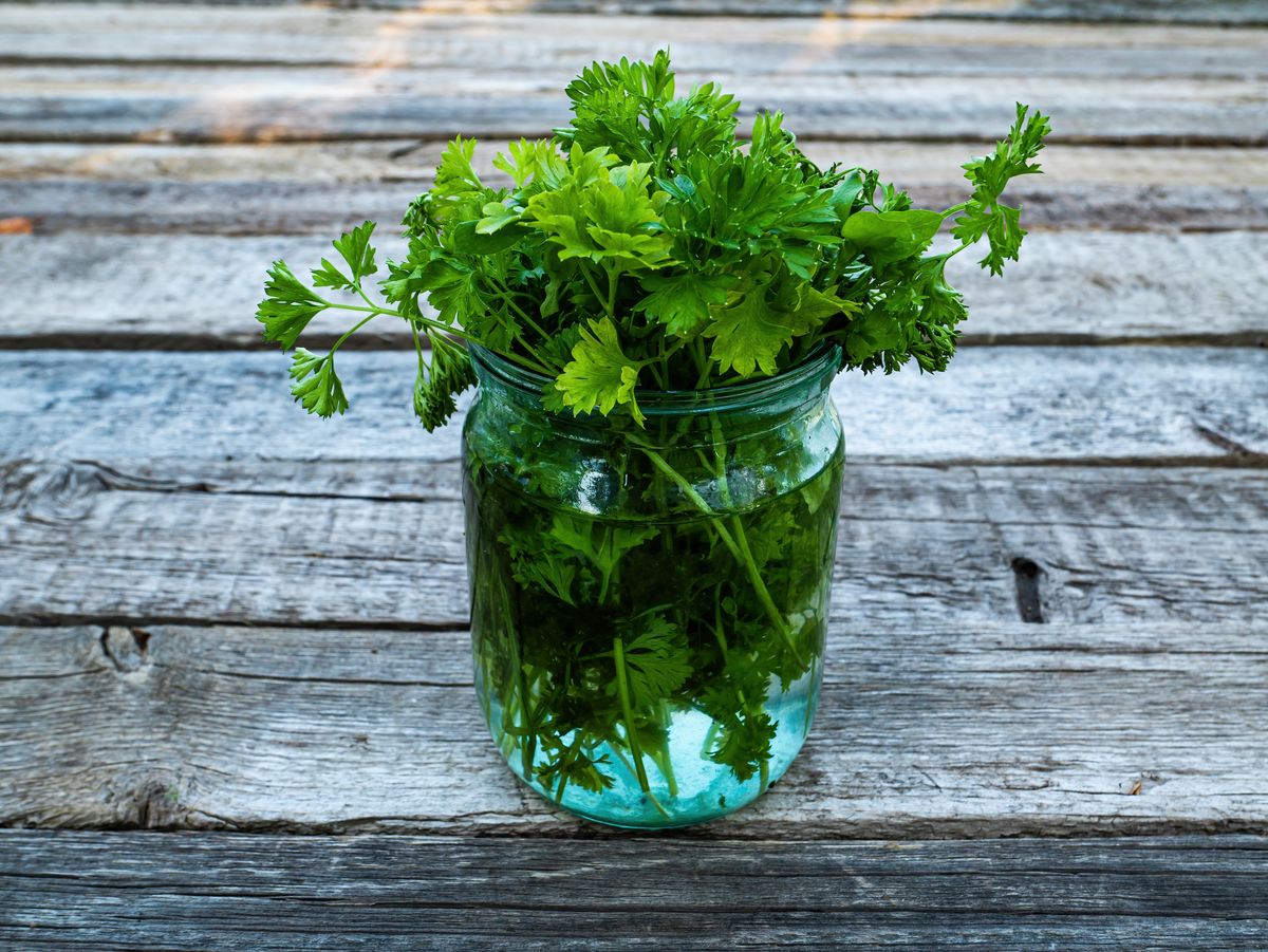 Green,Parsley,Leaves,In,A,Glass,Jar,With,Water.,Petroselinum
