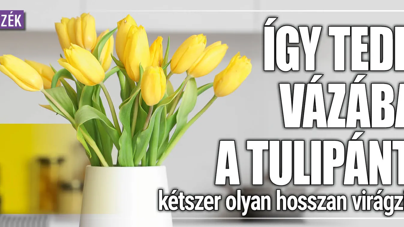 Így tedd vázába a tulipánt, kétszer olyan hosszan virágzik