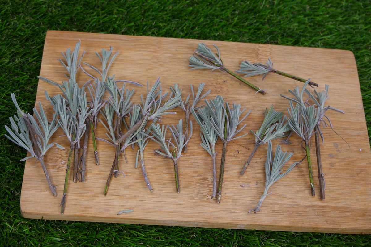 Lavender,Branches,Prepared,For,Cutting.,Propagate,Lavender,Branches,By,Cutting