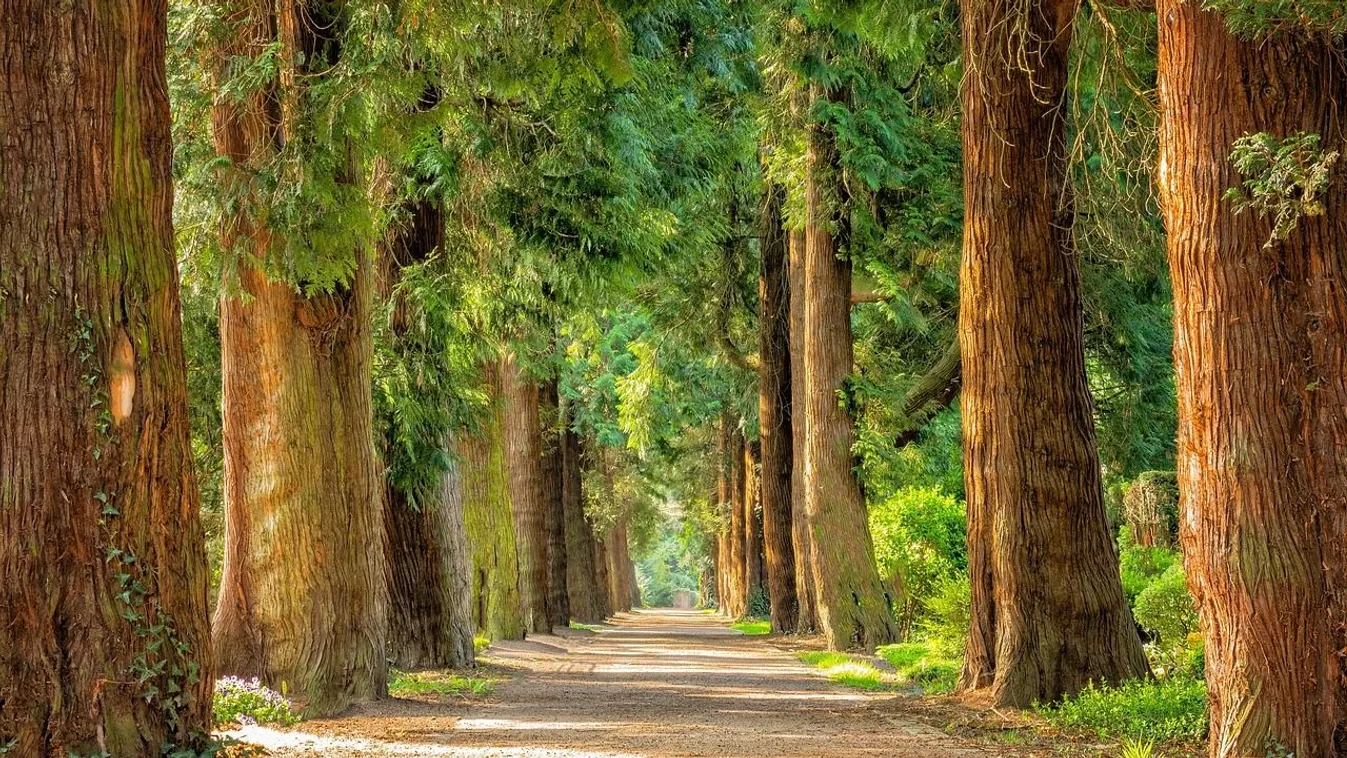 Évek óta halottnak hitt kislányt találtak az erdőben