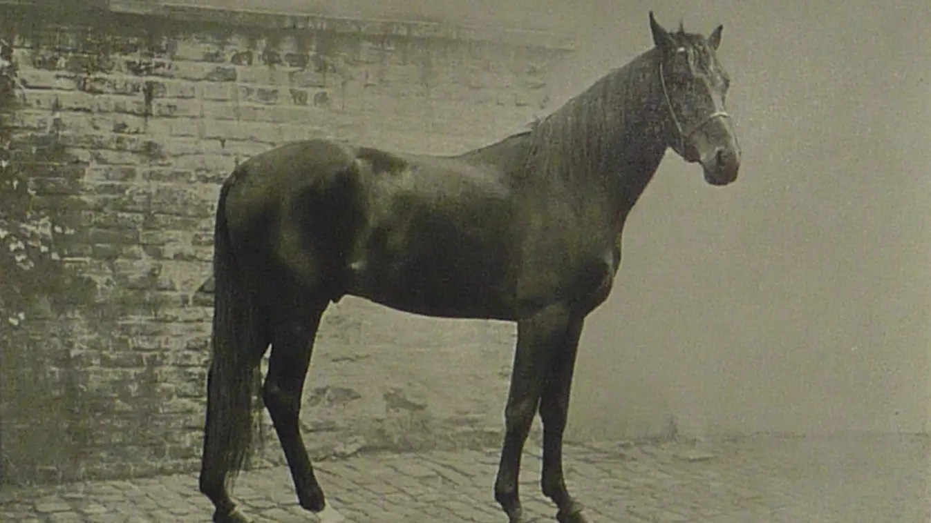 Muhamed, a ló aki képes volt írni és olvasni