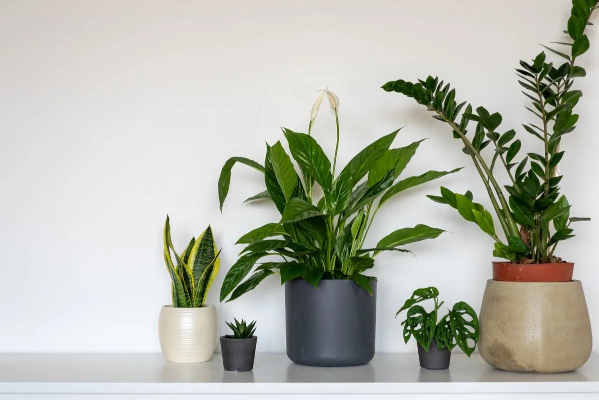 VIRÁG, emília London,/,United,Kingdom,-,04,13,2020:,Home,Garden