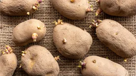 Kiderült, erre jó az összetöppedt, kicsirázott krumpli