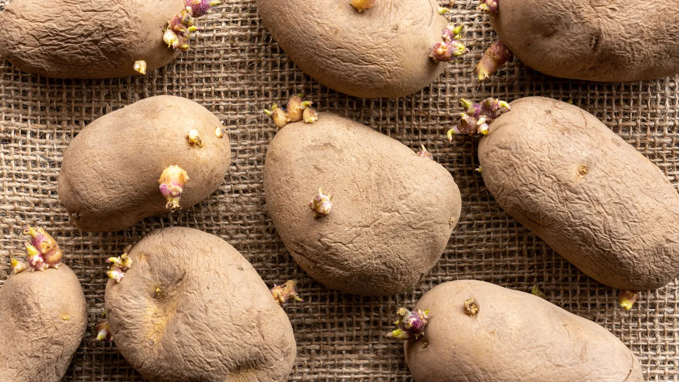 Kiderült, erre jó az összetöppedt, kicsirázott krumpli