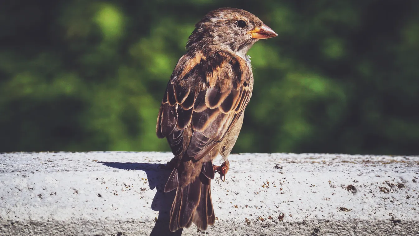 Felkavaró csempészáruval kapcsoltak le egy bolgár sofőrt