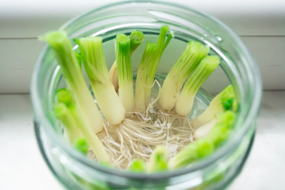 Growing,Green,Onions,Scallions,From,Scraps,By,Propagating,In,Water