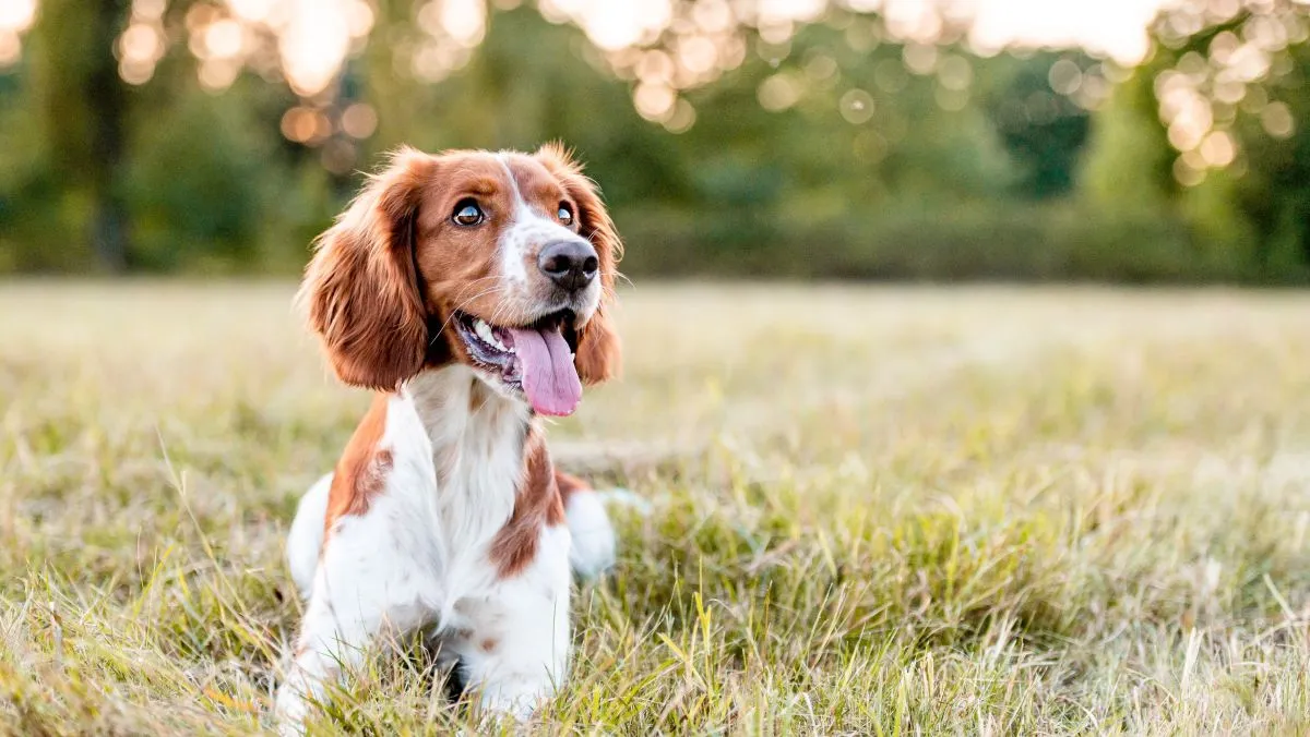 Adorable,Welsh,Springer,Spaniel,Dog,Breed,In,Evening.