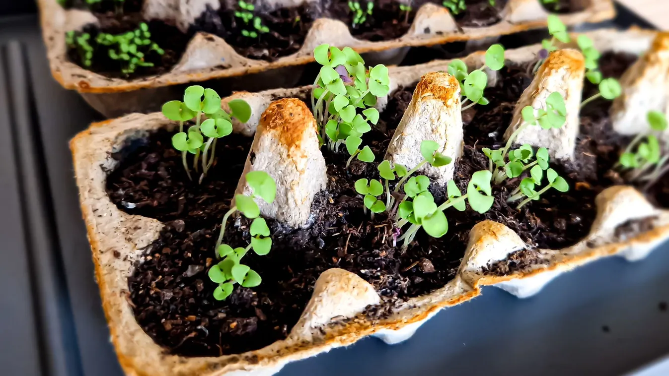 Gyűjtsd össze a tojásos dobozokat, eszméletlen, mire jók