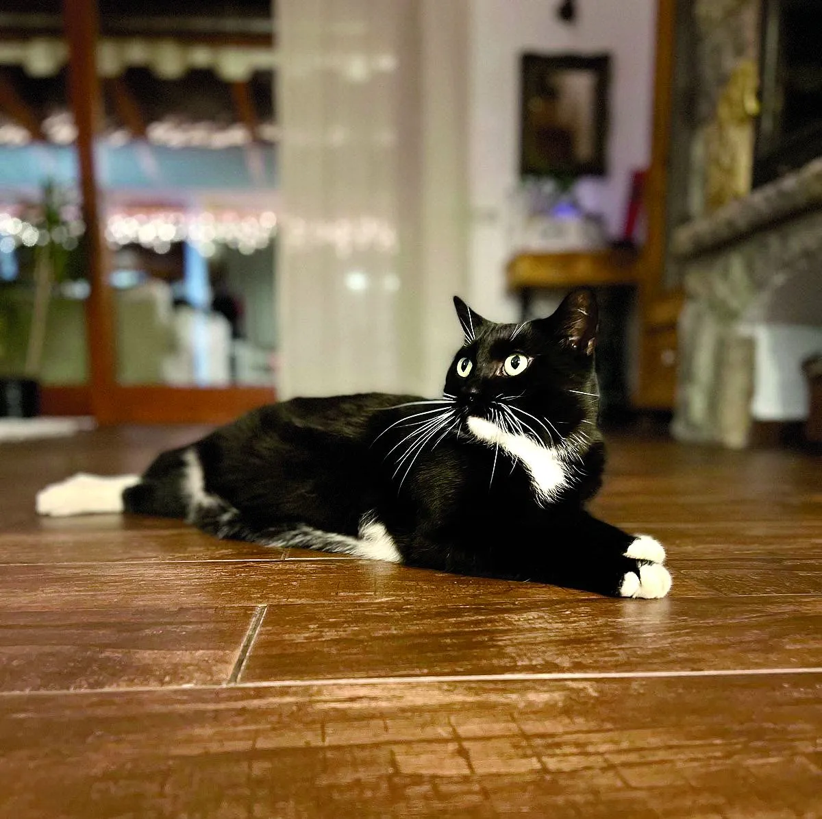 Kemény Dénes cicája