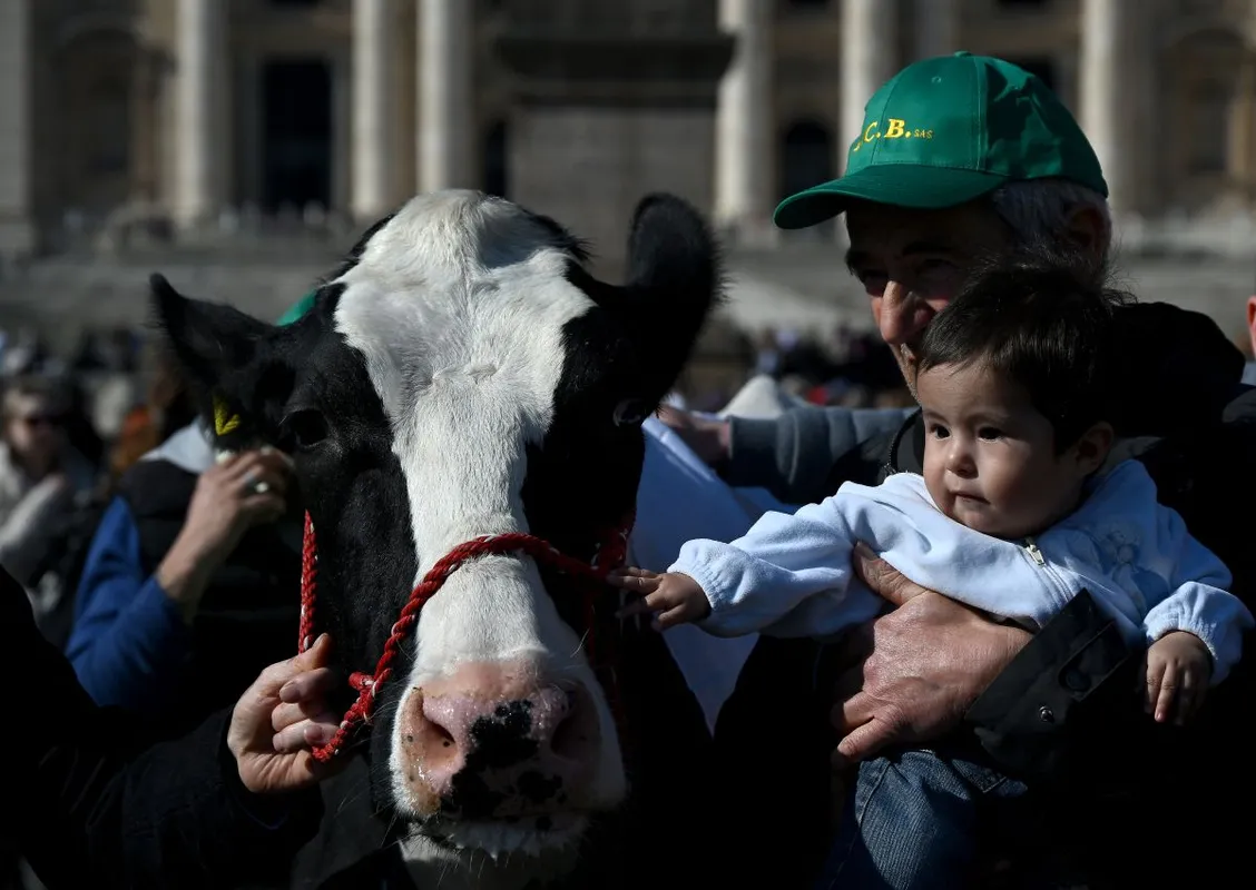 gazdák
tehén
szent péter tér