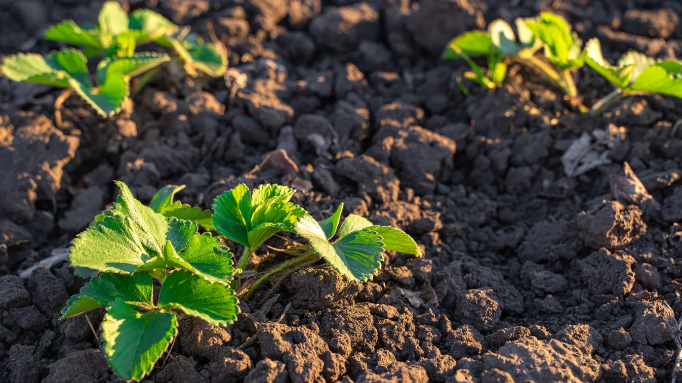 Ezt kell tenned most az eperpalántával