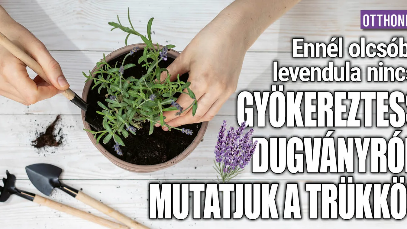 Ennél olcsóbb levendula nincs: gyökereztess dugványról!