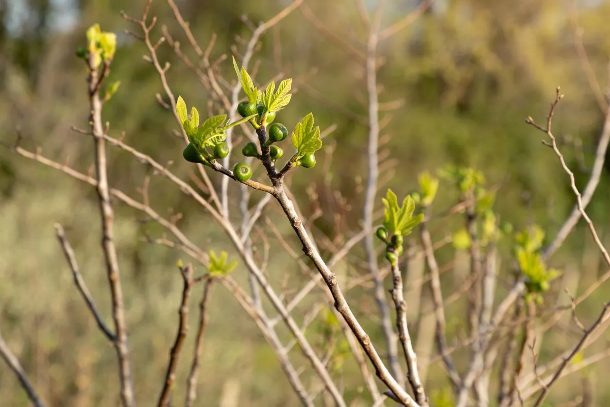 Fig,Tree,In,Spring.,Small,Figs,On,The,Tree,After