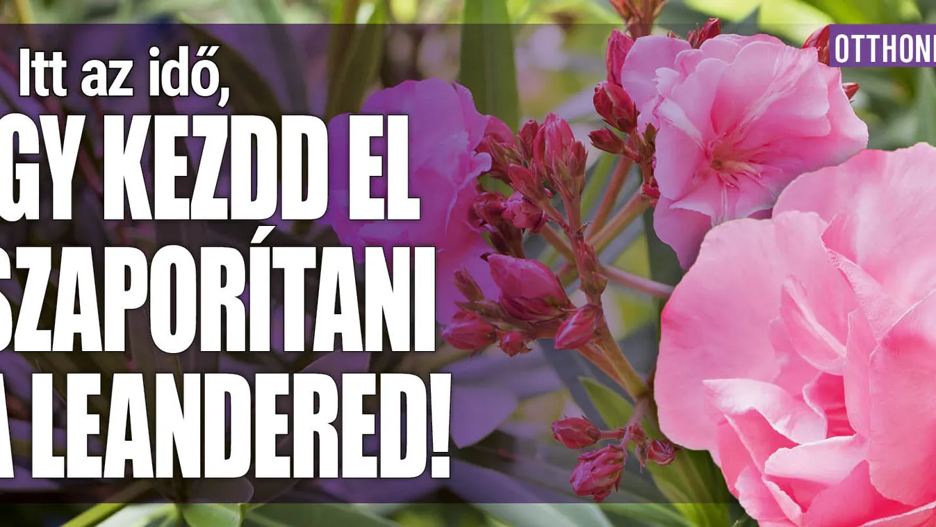 Itt az idő, így kezdd el szaporítani a leandered