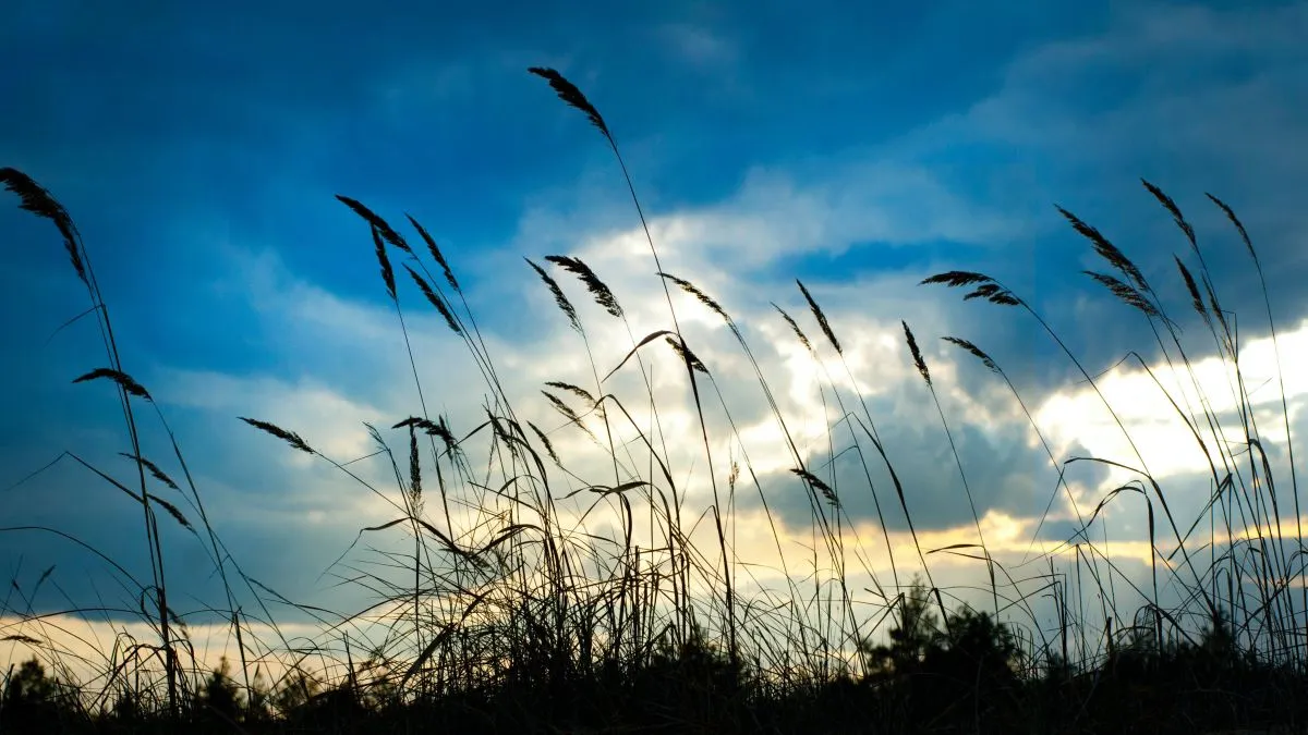 szél tavasz enyhe időjárás