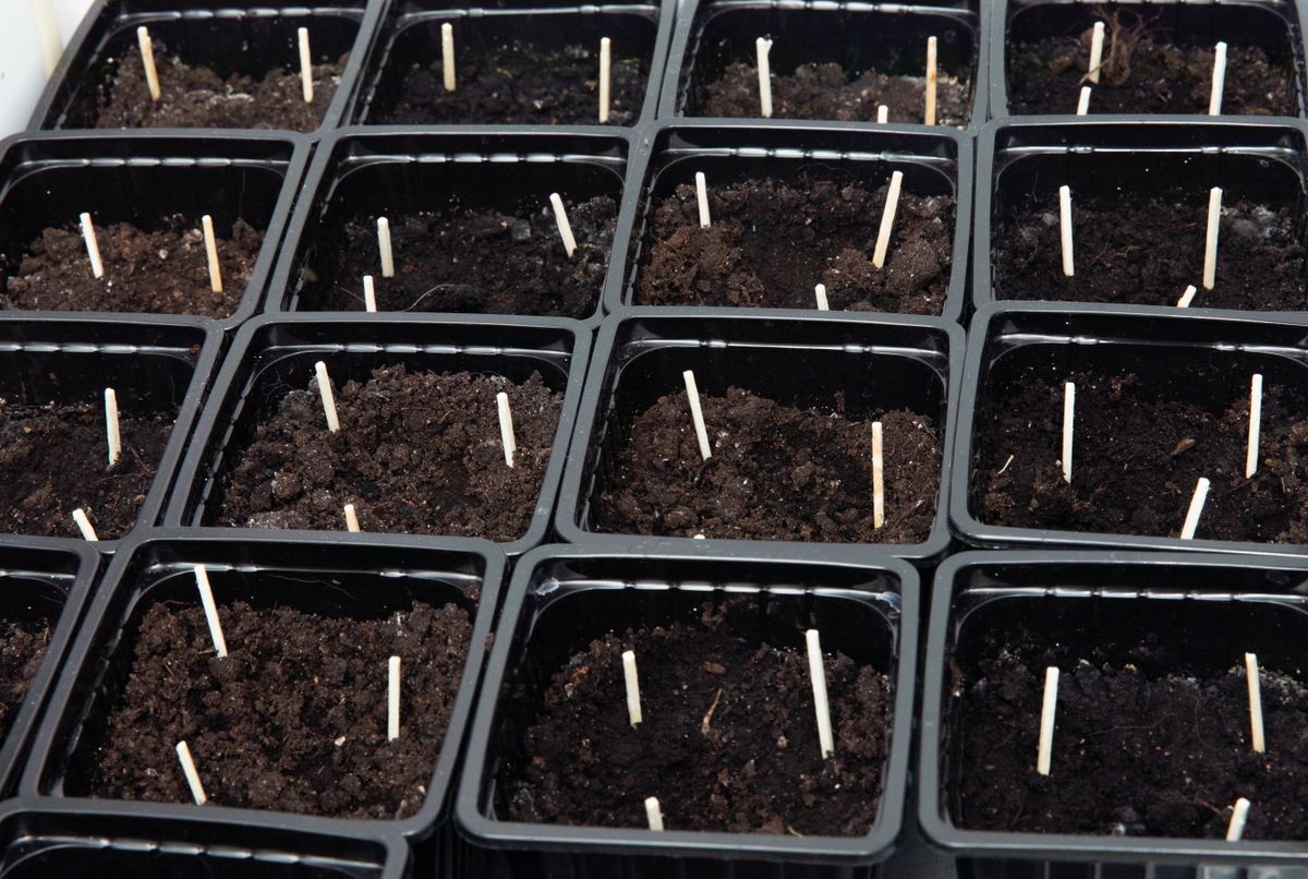 Germination,Of,Seeds,In,The,Ground,In,A,Germination,Tray