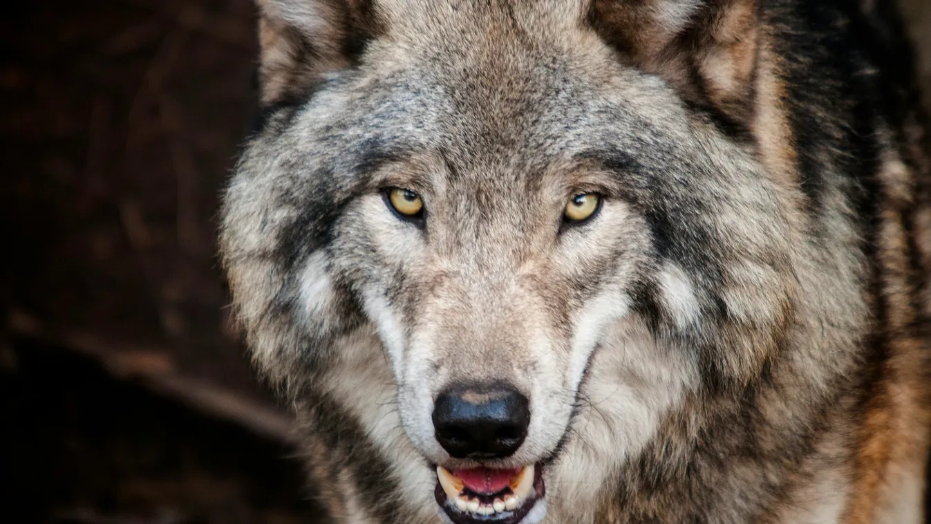 Születésnapod alapján eláruljuk, mi a totemállatod