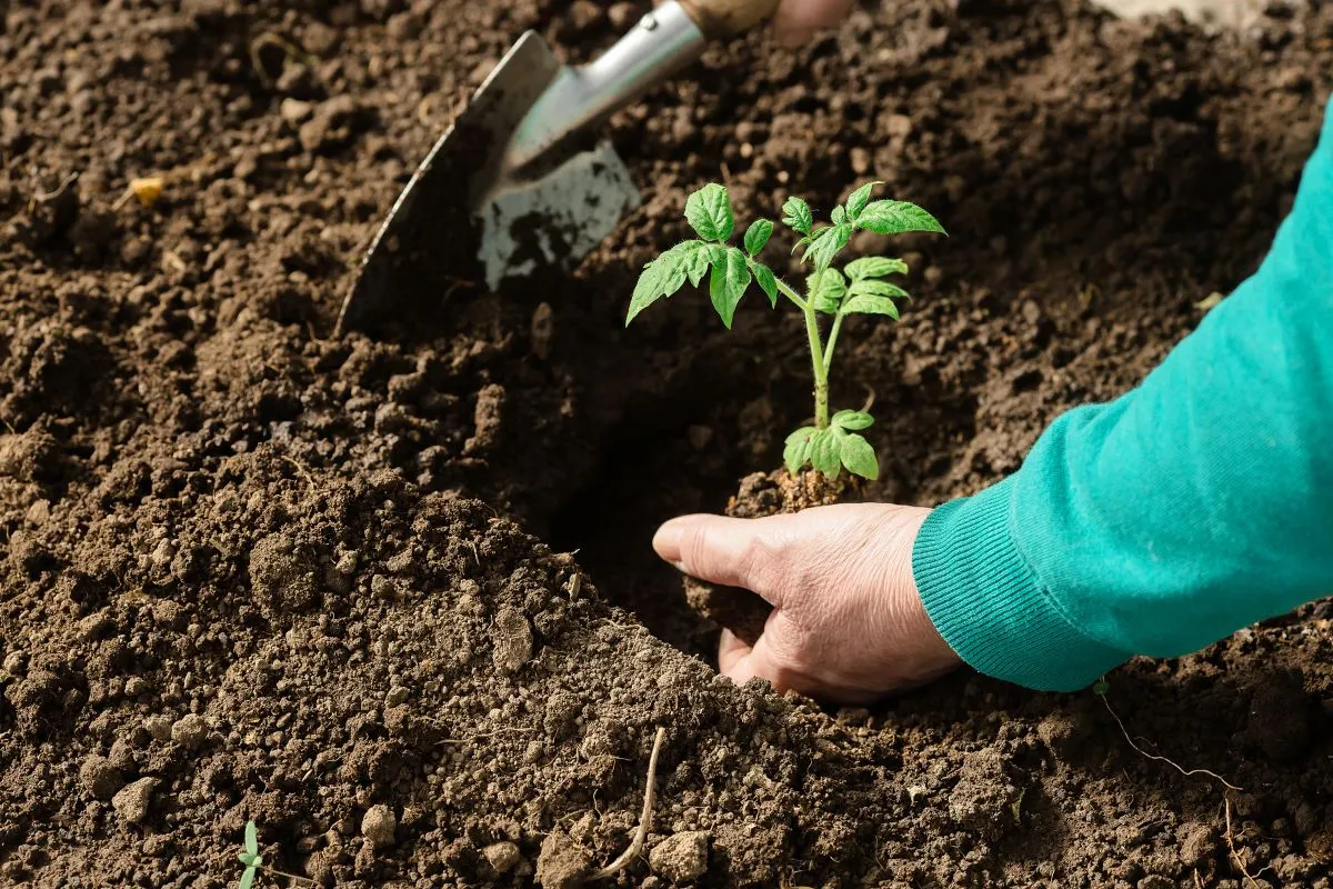 Close-up.,Hands,Of,An,Elderly,Woman,Holding,The,Soil,With