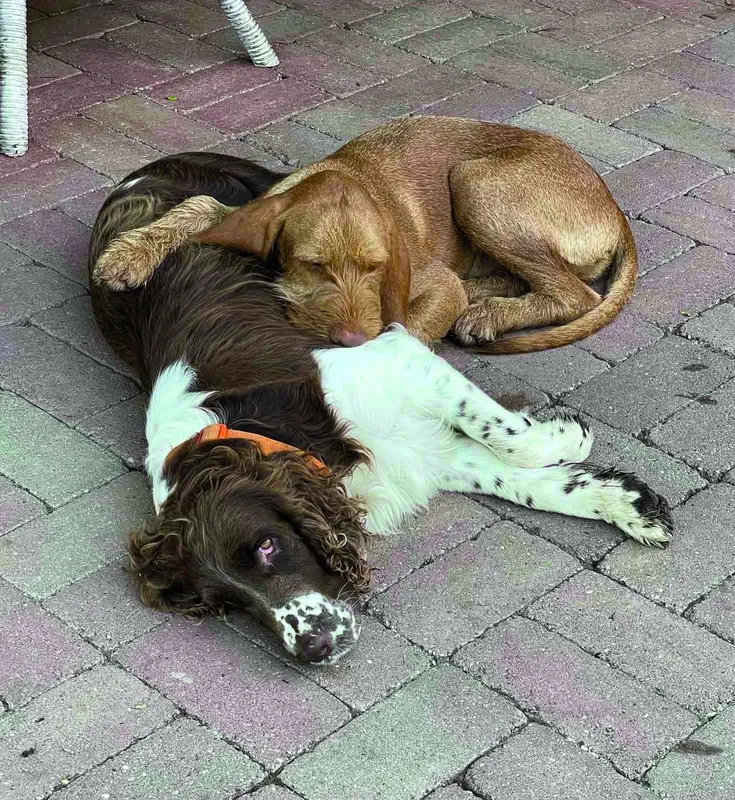 Kemény Dénes házi kedvencei