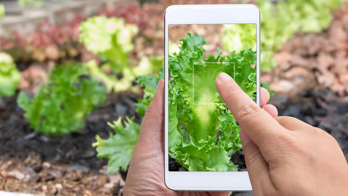 Így segít a mobilod, ha palántát nevelsz