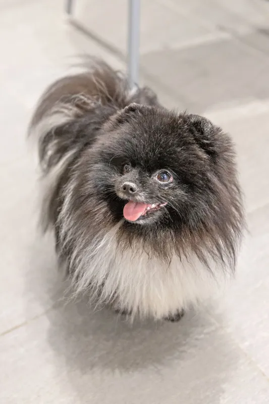 HOT Voksán Virág és az öt kutyája RIPOST