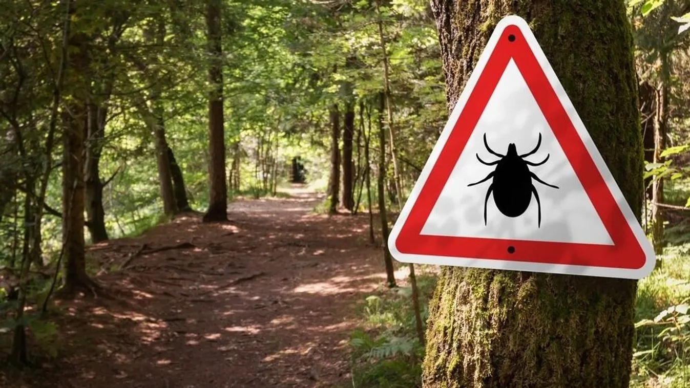 Itt a kullancsszezon: ideje elkezdeni a védekezést ellenük!