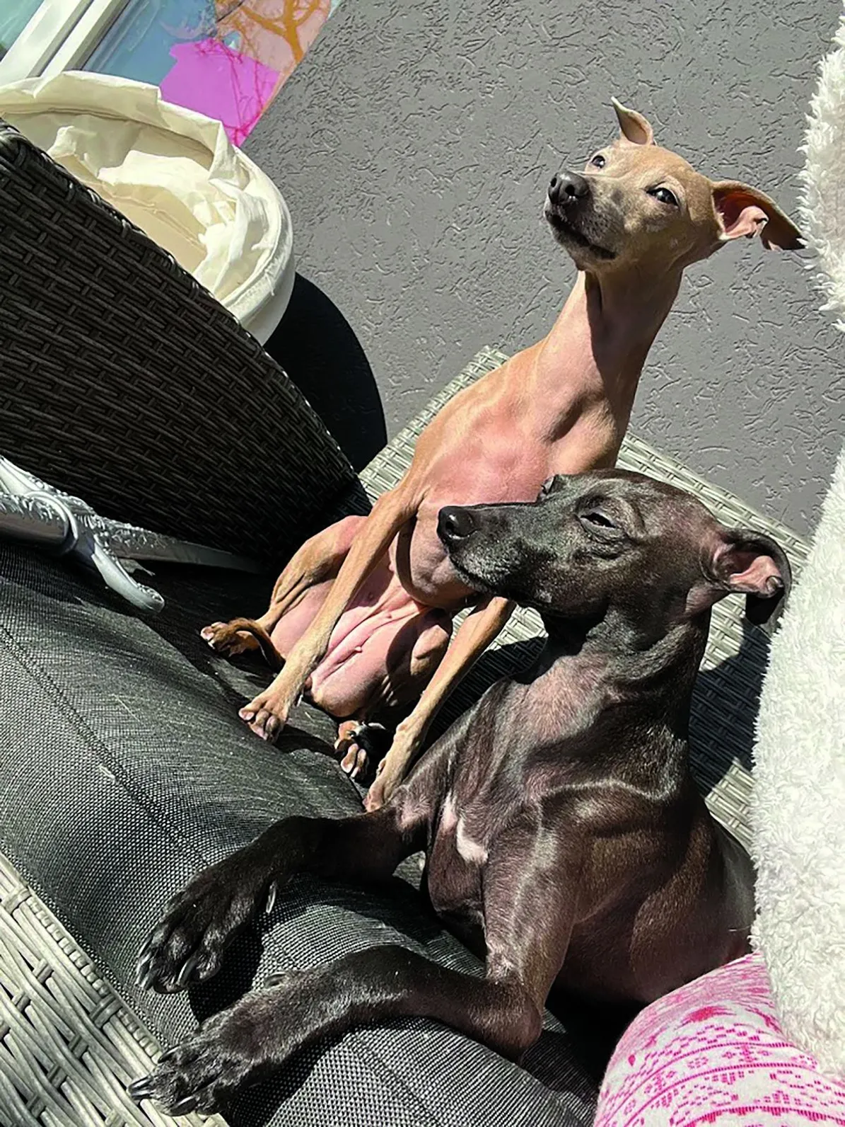 HOT FELTÖLTÉS Bárdosi Sándor és az állatai: 2 kutya, egy macska és egy gekkó RIPOST