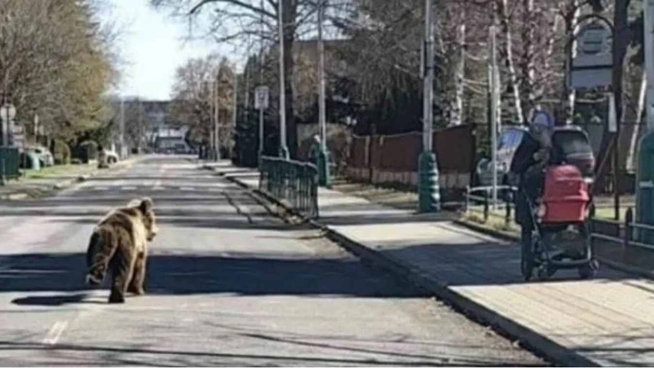 Drónok segítségével vadászták le a szlovák vérmedvét