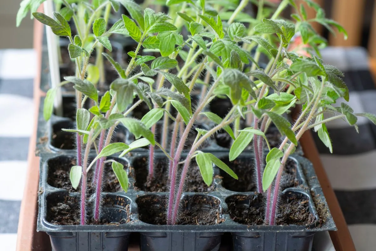 Young,Tomato,Seedlings,(solanum,Lycopersicum),Growing,In,The,Pot.,Close