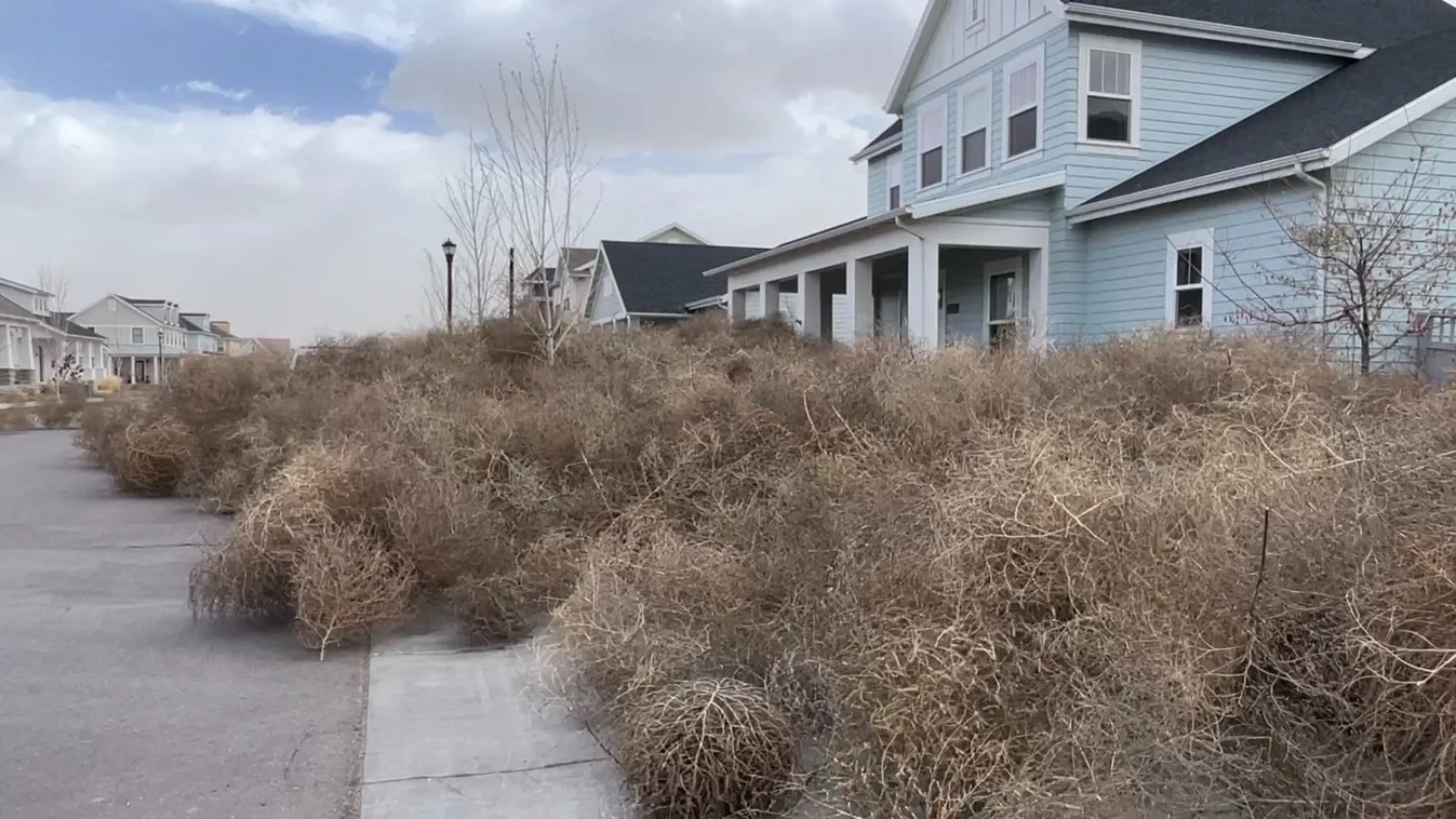 Ördögszekér-invázió temetett maga alá egy amerikai várost