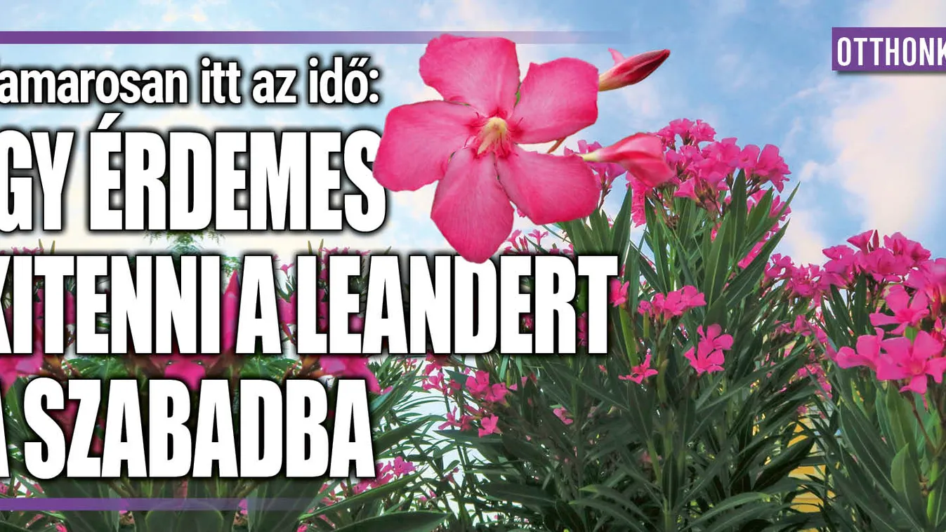 Hamarosan itt az idő: így érdemes kitenni a leandert