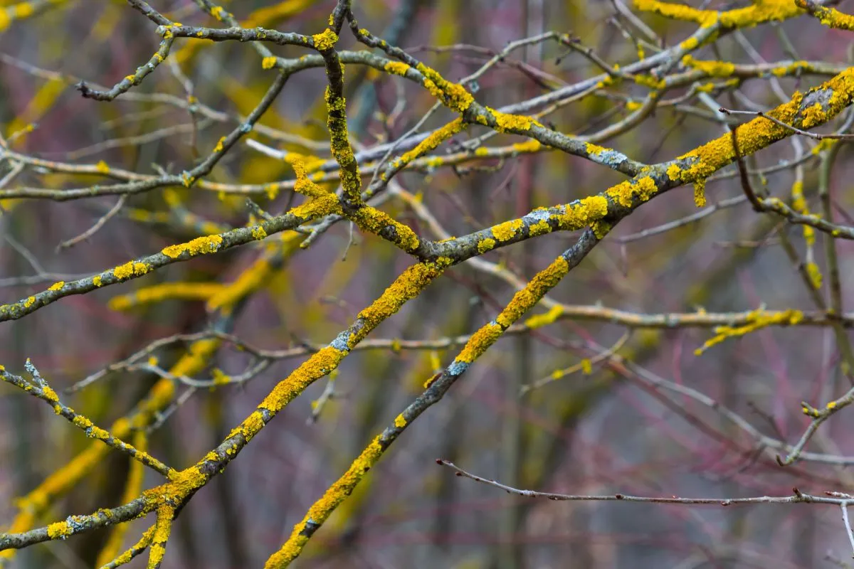 Xanthoria,Parietina,Common,Orange,Lichen,,Yellow,Scale,,Maritime,Sunburst,Lichen