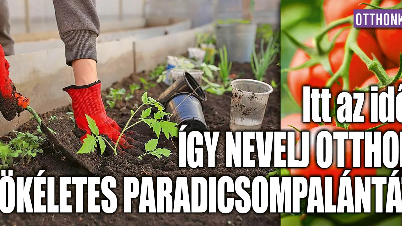 Eljött az idő, így nevelj tökéletes paradicsompalántát