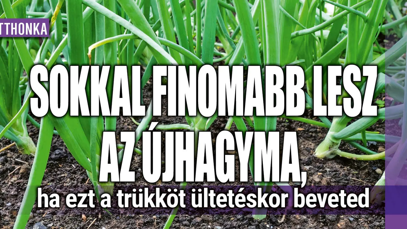 Sokkal finomabb lesz az újhagyma, ha így ülteted