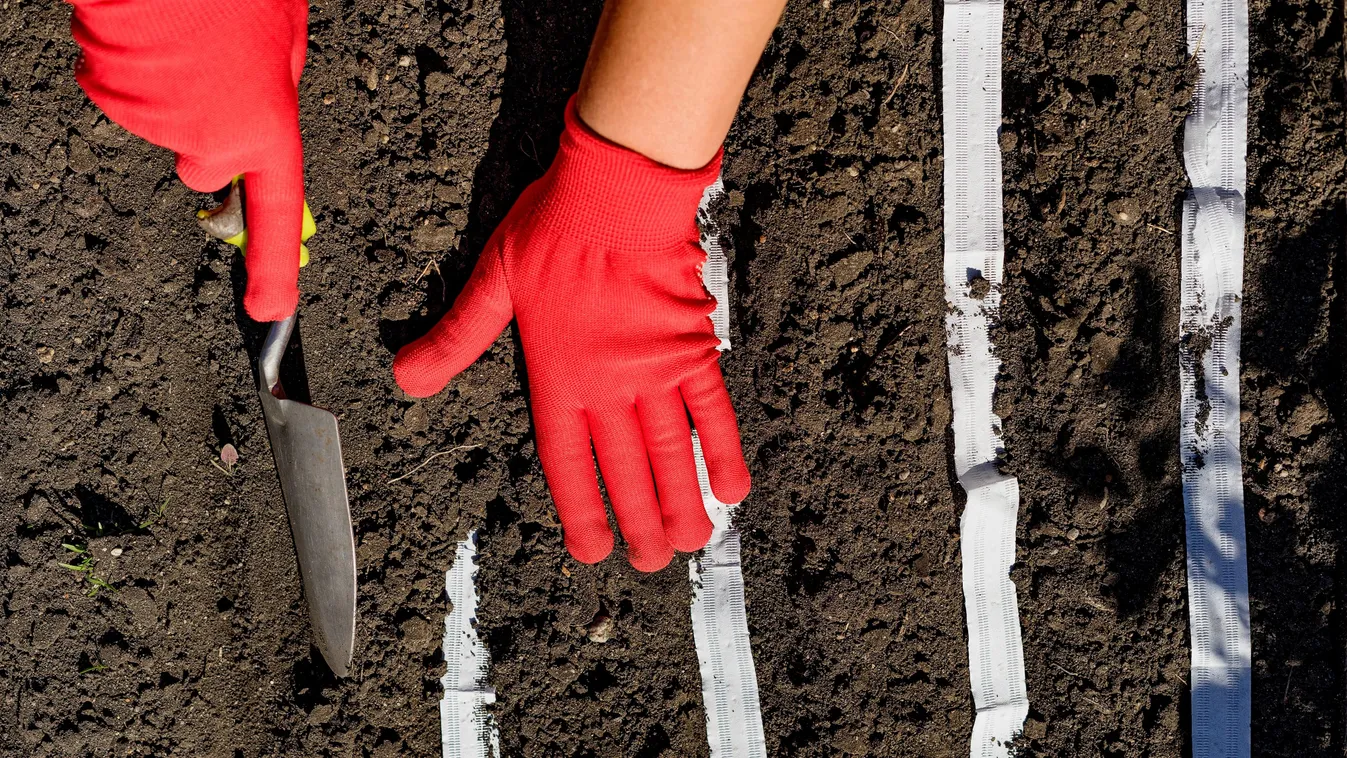 Bőséges termésre számíthatsz, ha így veted el a magokat