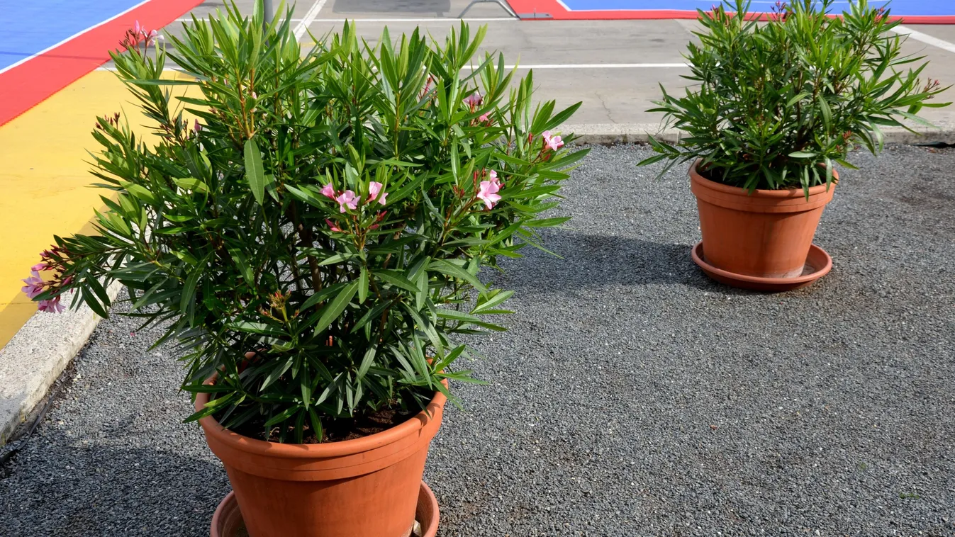 Hamarosan itt az idő: így érdemes kitenni a leandert a szabadba