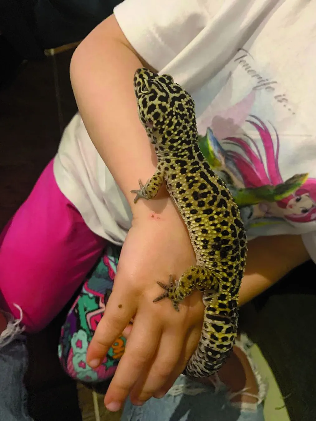 HOT FELTÖLTÉS Bárdosi Sándor és az állatai: 2 kutya, egy macska és egy gekkó RIPOST