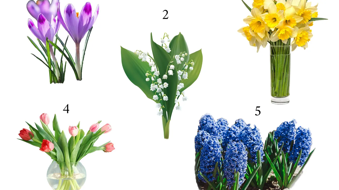 Válassz egy virágot, kiderül, milyen istennő lakik benned