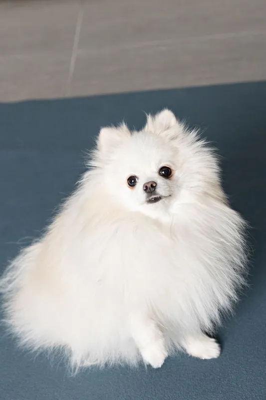 HOT FELTÖLTÉS, VOKSÁN VIRÁG, ÉN ÉS A KEDVENCEM 11. LAPSZÁM