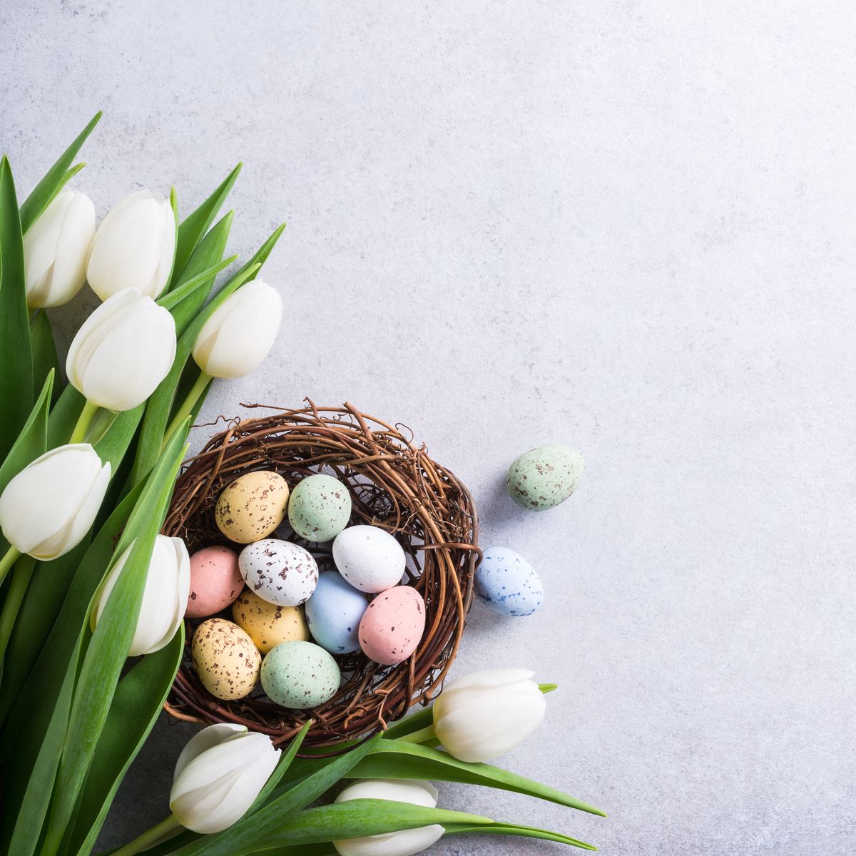 Beautiful,White,Tulips,With,Colorful,Quail,Eggs,In,Nest,On