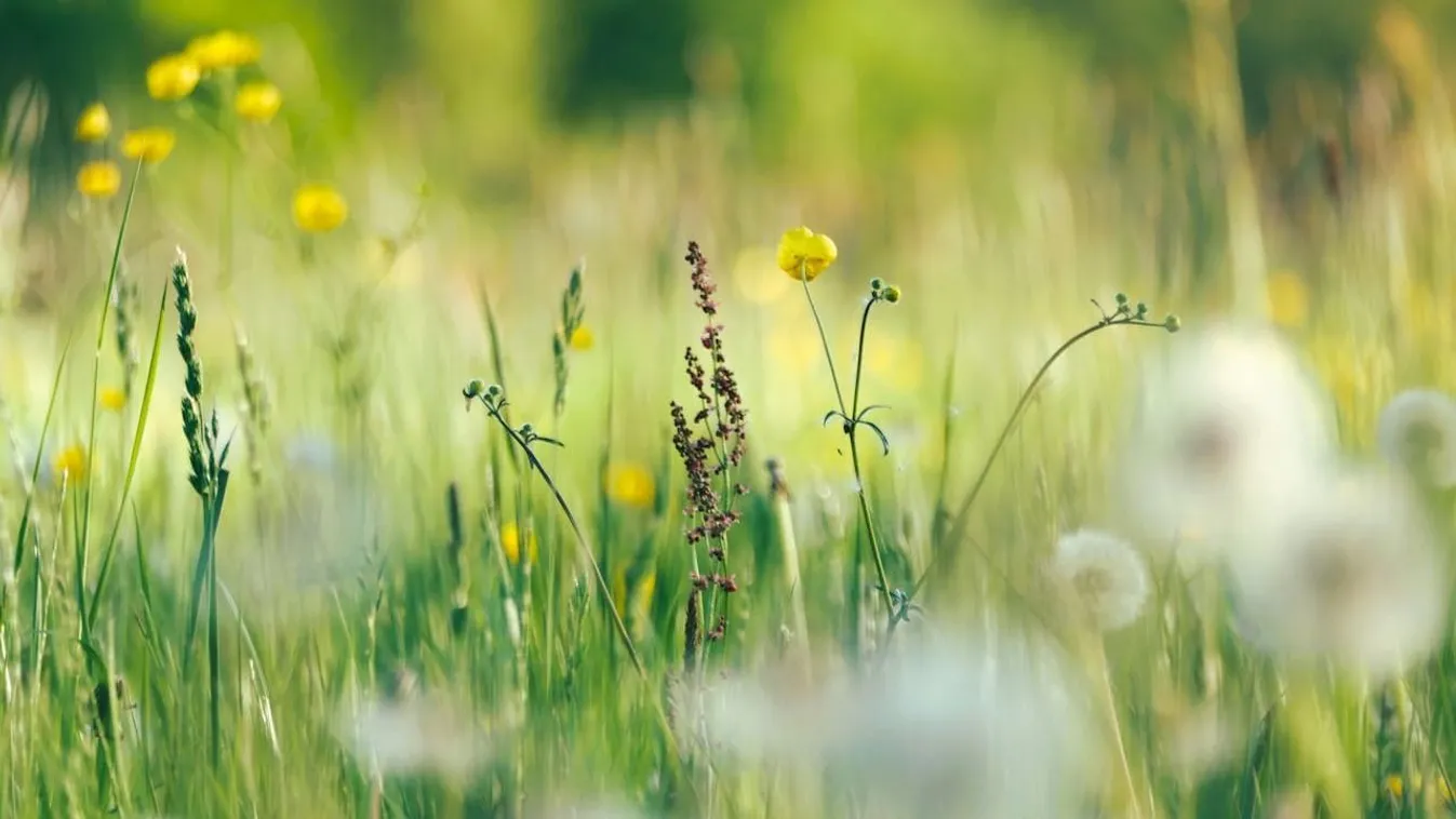 Pollencunami érkezik, kelleni fog a papírzsepi